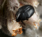Orphilus subnitidus