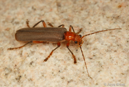 Pacificanthia consors