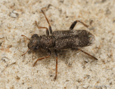 Phyllobaenus pubescens