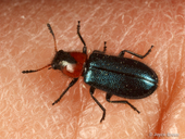 Loedelia maculicollis