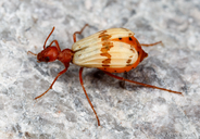 Pleuropasta mirabilis