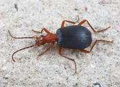 Brachinus elongatulus