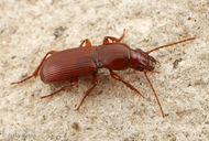 Pterostichus angustus