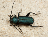 Callidium antennatum