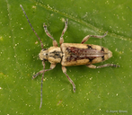 Atimia confusa dorsalis