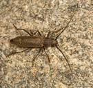 Osmidus guttatus