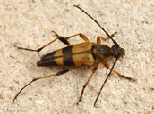 Leptura obliterata