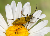 Lepturobosca chrysocoma