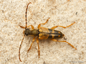 Xestoleptura crassipes