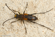 Anastrangalia laetifica