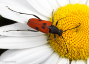 Anastrangalia laetifica