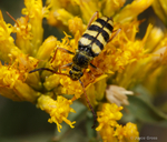 Stenostrophia tribalteata sierrae