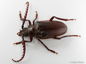 Prionus californicus