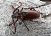Prionus californicus