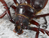 Prionus californicus