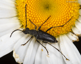 Anastrangalia laetifica