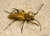 Lepturobosca chrysocoma