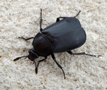 Thanatophilus truncatus