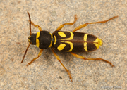 Xylotrechus insignis
