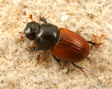 Aphodius fimetarius