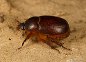 Tomarus gibbosus