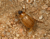 Phobetus mojavus