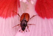 Chnaunanthus chapini