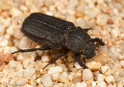 Cremastocheilus quadratus