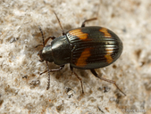 Phaleromela variegata