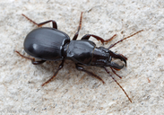 Promecognathus crassus