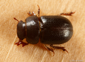 Cheirodes californicus