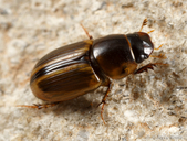 Labarrus pseudolividus