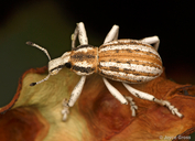 Ophryastes sp.