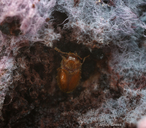 Symbiotes gibberosus