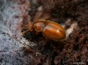 Symbiotes gibberosus