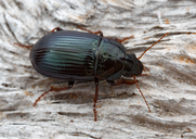 Amara insignis