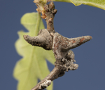 Burnettweldia conalis