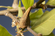 Burnettweldia conalis