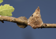 Burnettweldia conalis