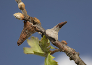 Burnettweldia conalis