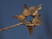 Burnettweldia conalis