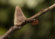 Burnettweldia conalis