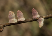 Burnettweldia conalis