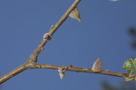 Burnettweldia conalis