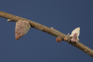 Burnettweldia conalis