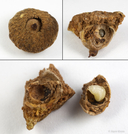 Andricus chrysobalani