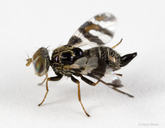 Procecidochares minuta