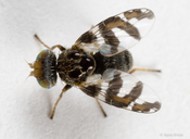 Procecidochares minuta