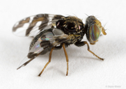 Procecidochares minuta