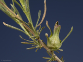 Procecidochares minuta